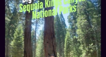 Big Trees, Small Costs (Sequoia and Kings Canyon)